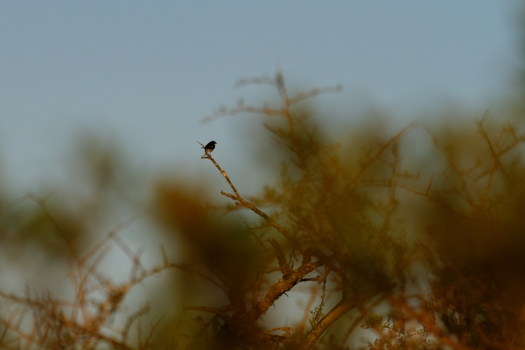 03 - Bontebok NP (14).jpg